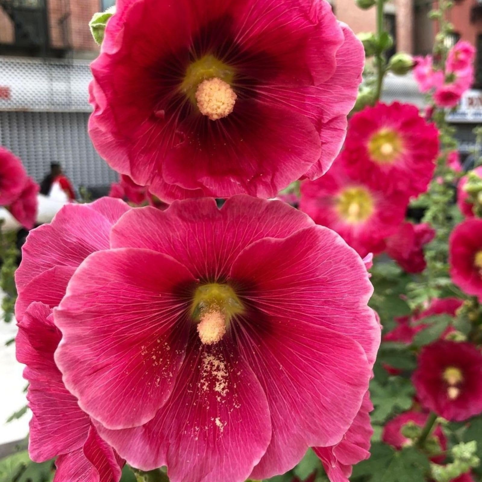 Hollyhock (flower Alcea rosea dark red) for planting in garden
